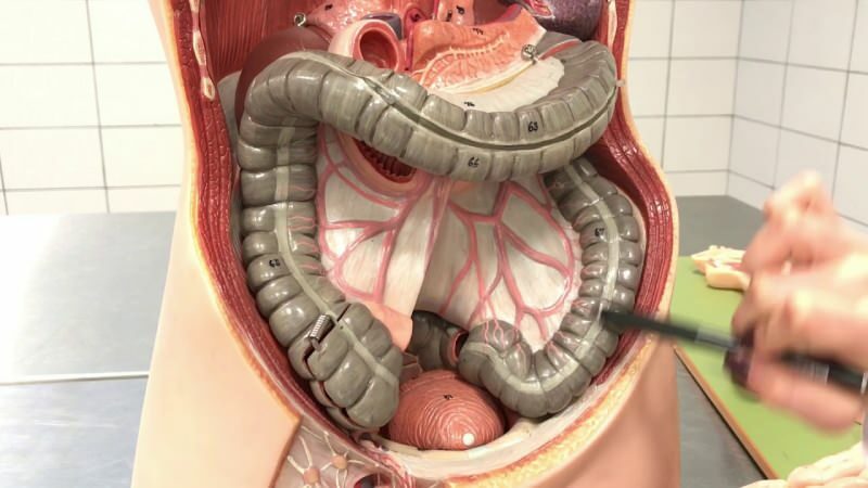 O sangramento anal pode ocorrer como resultado de obstrução nos intestinos