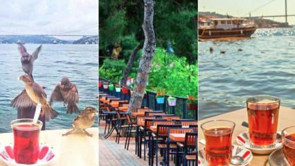 Jardins de chá da família no lado anatólio de Istambul