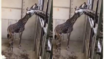 As reações da girafa, do pai, abalaram as redes sociais! 