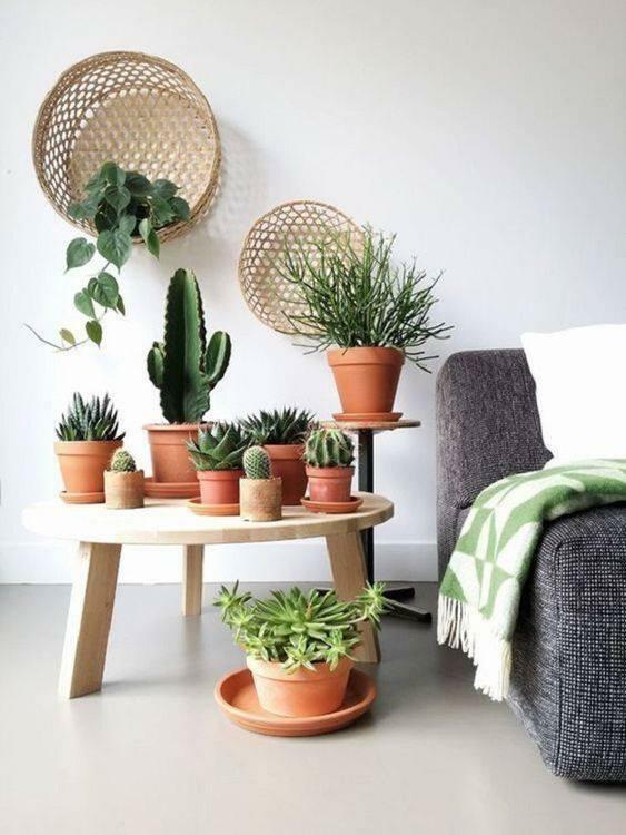 decoração de plantas