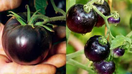 Inimigo do câncer: o que é um tomate preto? Quais são os benefícios do tomate preto?