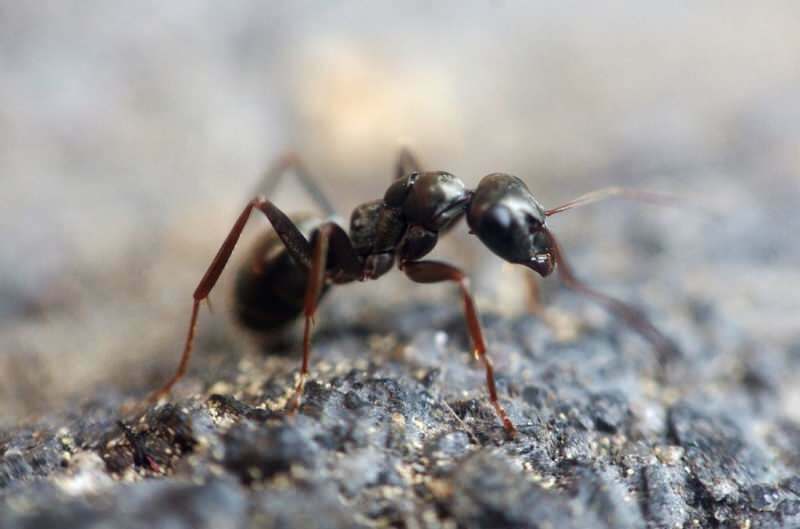 Método eficaz de remoção de formigas em casa! Como as formigas podem ser destruídas sem matar?