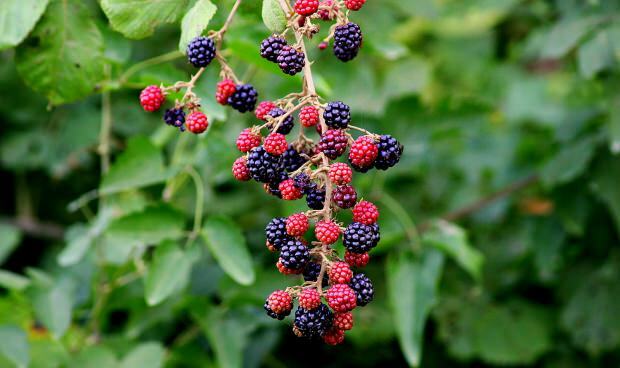Quais são os benefícios do blackberry? Variedades de amora! Chá de amora