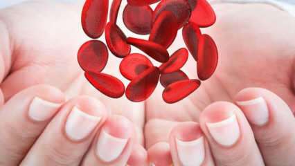 O que é anemia do Mediterrâneo (talassemia)? Quais são os sintomas da anemia do Mediterrâneo? Tratamento de anemia no Mediterrâneo