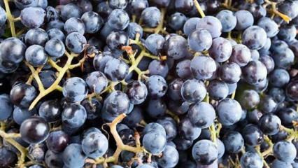 O que é uva perfumada e quais são seus benefícios?