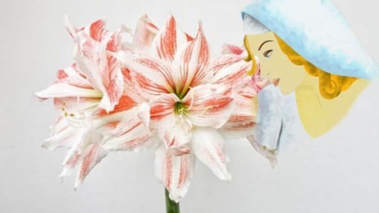O que é uma linda flor de pintinho? Como crescer uma linda flor de pintinho?
