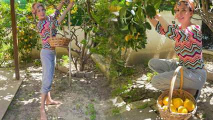 A cantora Tuğba Özerk colheu limões da árvore em seu próprio jardim!