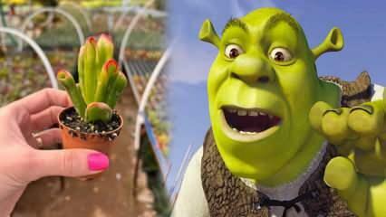 Como cultivar a planta orelha Shrek? A planta orelha Shrek floresce? Cuidados com os ouvidos do Shrek