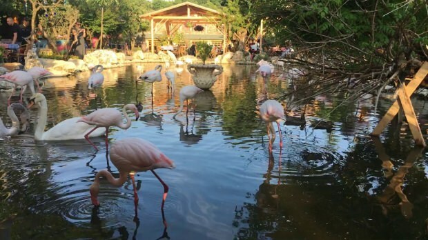 Como chegar a Flamingoköy?