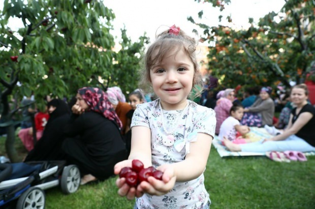11º no Cherry Garden do município de Bağcılar. Atividade de colheita de cereja!