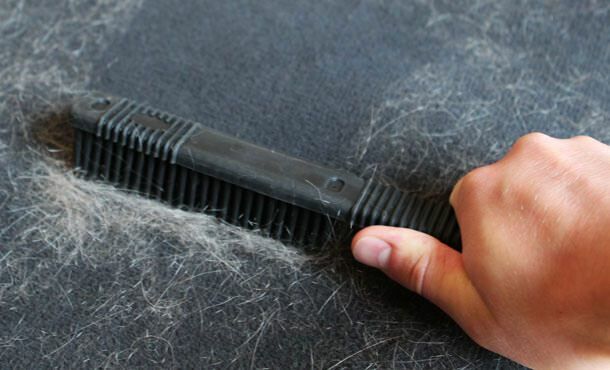 Como limpar pêlos de gatos e cães?