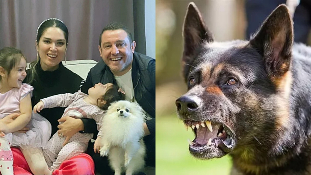 Eles despedaçaram o cachorro de Nihat Kahveci! Outro caso de cães vadios