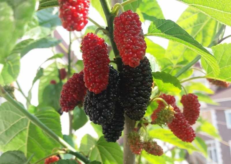 berry é um poderoso antioxidante