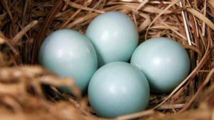Quais são os benefícios do ovo verde azul?