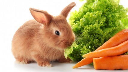  O que o coelho come e em que se alimenta? Cuidados fáceis com coelhos em casa