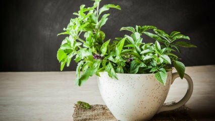 Como cultivar manjericão?