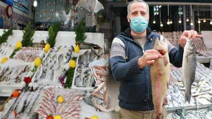 Como saber se um peixe é falso? Truques para fazer o peixe parecer pesado e brilhante