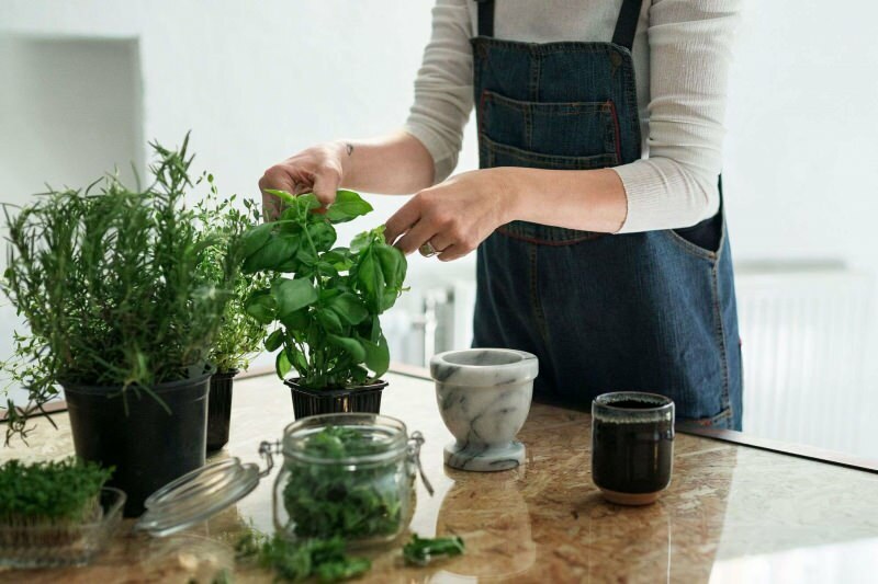 Como cultivar uma planta em casa? 5 sugestões para quem quer cultivar plantas em casa com seus próprios meios