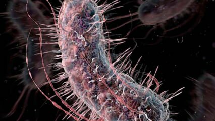 Como as bactérias que comem carne são transmitidas? Quais são os sintomas das bactérias que comem carne e elas têm tratamento?