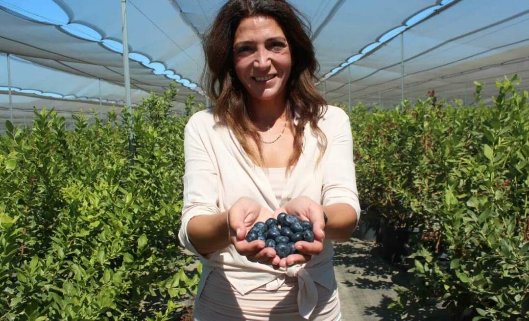 Ele se tornou o terceiro maior agricultor da Turquia com o cultivo de mirtilos!