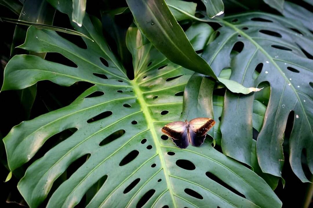 Grande interesse no Konya Tropical Butterfly Garden: 3 milhões de visitantes em 8 anos
