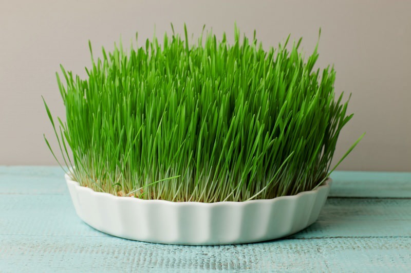 a grama de cevada é a fonte mais rica de proteína encontrada na natureza