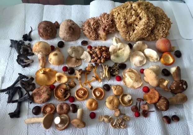 Alguns tipos de cogumelos
