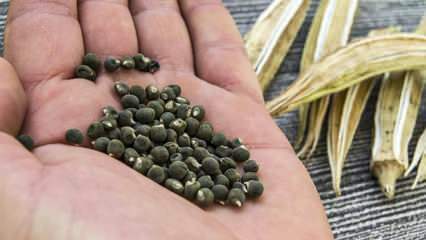 O que é semente de quiabo, como usar a semente de quiabo para emagrecer?