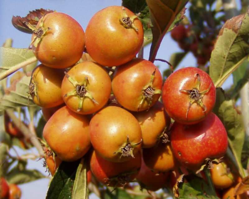 5 pessoas que comeram o fruto do espinheiro com suas sementes foram hospitalizadas!