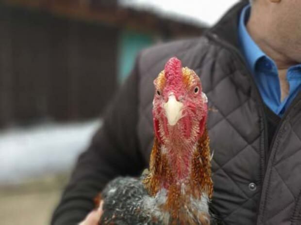 Cidadão de Bursa trouxe frango que põe ouro do Brasil