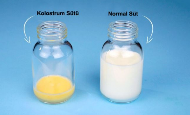 Quais são os benefícios do leite de colostro para o bebê? Diferenças do leite materno