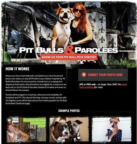 aplicativo concurso pit bulls