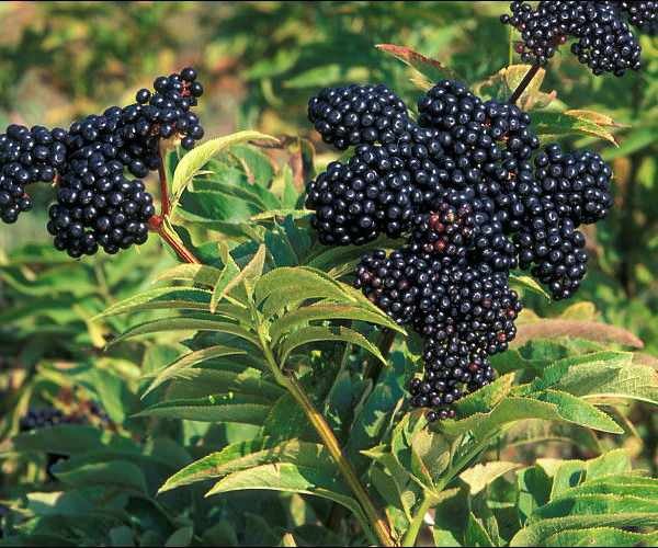 sabugueiro preto se assemelha a frutas como aronia