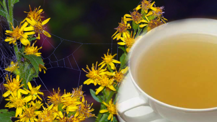 Quais são os benefícios da erva Altinbasak? O que o chá de ervas Altinbasak faz?