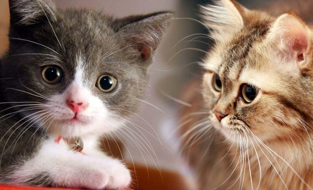 O que os bigodes dos gatos fazem? Os gatos têm os bigodes aparados?