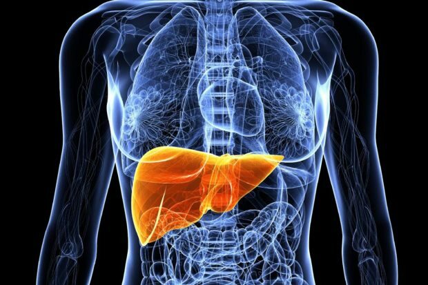 Por que o fígado engorda? Como é a remoção de gordura do fígado naturalmente?