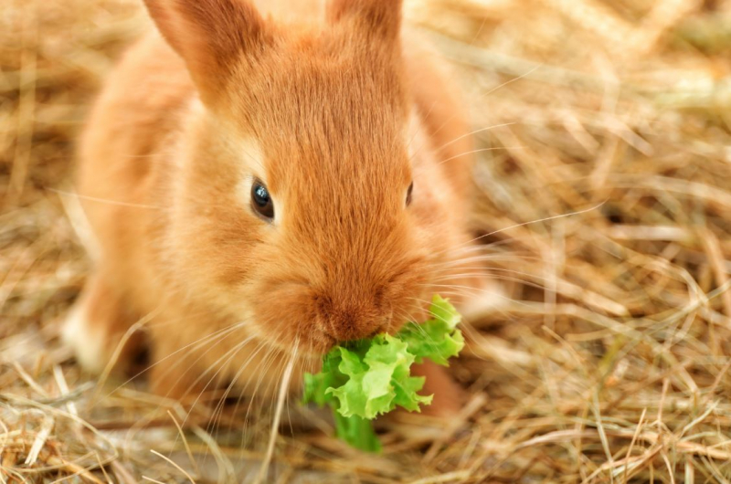 O que o coelho come? Alimentos que o coelho ama