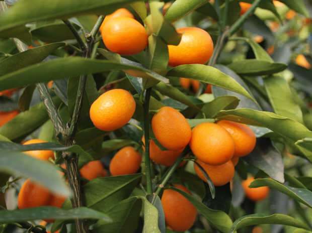 kumquat também é cultivado em vasos