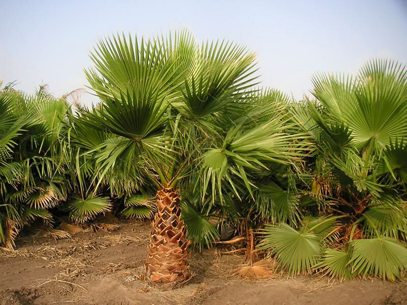 Como crescer palmeira?