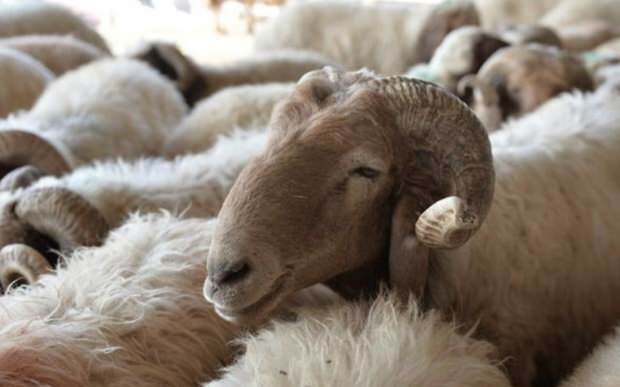 O que deve ser considerado ao comprar ovelhas sacrificiais?