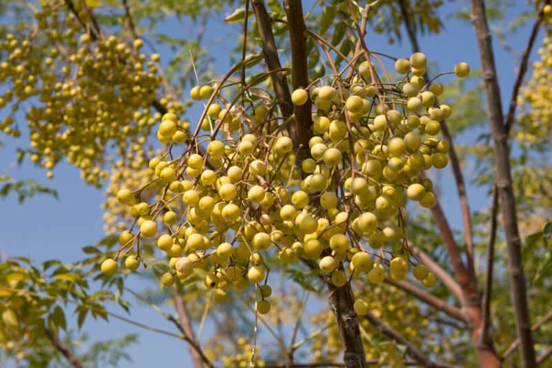 Quais são os benefícios do óleo de rosário para os cabelos? Uso de óleo de árvore de rosário