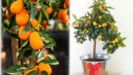 Como cultivar kumquat em um vaso de flores? Cuidados com Kumquat em casa