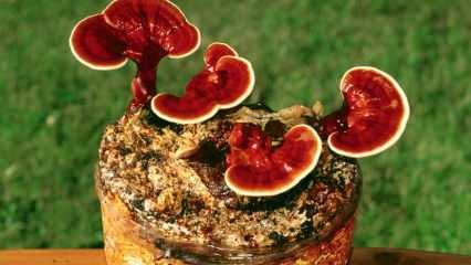 Quais são os benefícios do cogumelo reishi? Como consumir cogumelo reishi?