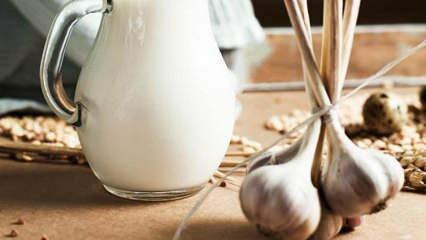 Como é feito o leite com alho? O que o leite de alho faz? Fabricação de leite de alho ...