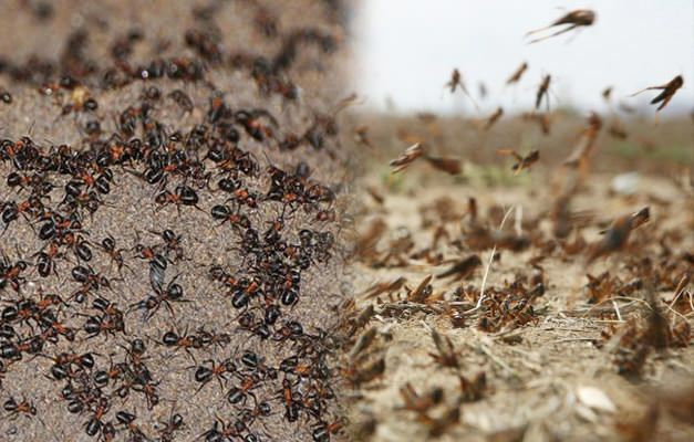Onde está a invasão de formigas? Infestação de formigas após infestação de gafanhotos