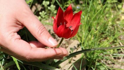 O preço de arrancar esta flor está lambendo! Zero dinheiro de carro!