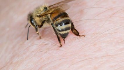 O que é alergia a abelhas e quais são os sintomas? Métodos naturais que são bons para picadas de abelha