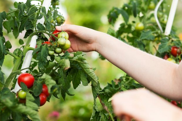 Como perder peso comendo tomates? 3 quilos de dieta de tomate