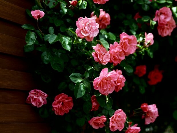 Como procurar uma rosa em um vaso de flores?