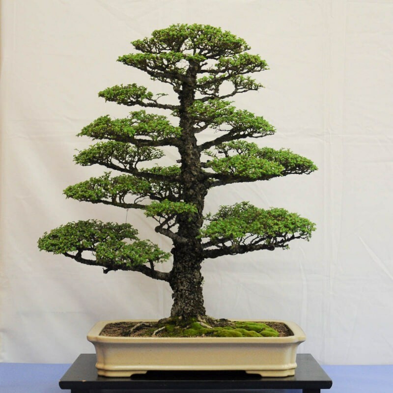 como cultivar uma árvore bonsai